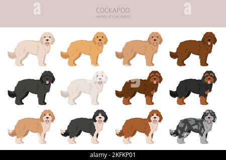 Cockapoo Mischung Rasse Cliparts. Verschiedene Posen, Fellfarben eingestellt. Vektorgrafik Stock Vektor