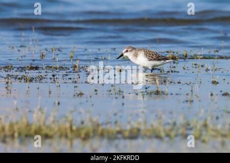 Kleiner Stint, calidris minuta, der im Flusswasser steht. Kleiner, wader, einer, Wasservögel, der im Flusswasser steht. Schöner Vogel in der Natur. Stockfoto