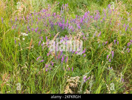 Mauserbsenpflanze. Blüten ähnlich wie Lavendel Stockfoto