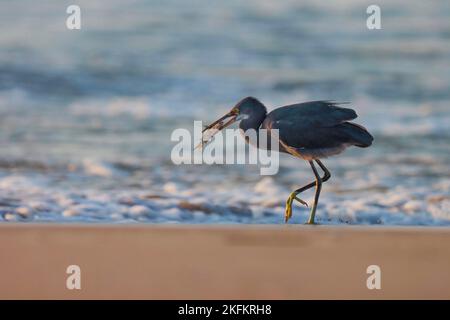 Westlicher Riff-Reiher, Egretta gularis, Fischfang am Strand. Grau, Reiher, Vögel fangen Fische am Strand. wasservögel. Schöner Vogel in der Natur. Stockfoto