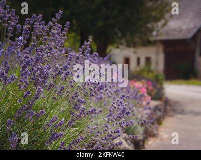 Lavendel im Garten. Die aromatische Lavendel der französischen Provence wächst umgeben von weißen Steinen und Kieselsteinen im Innenhof des Hauses. Stockfoto