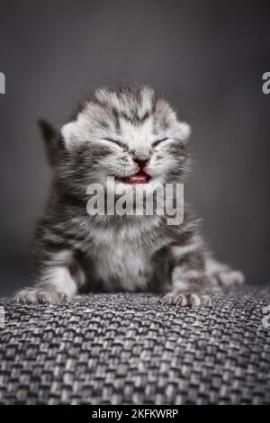 7 Tage altes Kätzchen Stockfoto