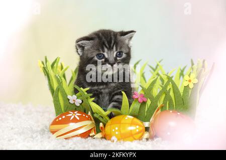 Britisches Kurzhaar-Kätzchen zu ostern Stockfoto