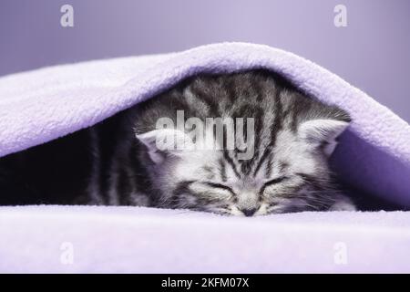 Britisch Kurzhaar Kätzchen Stockfoto