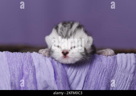 Neugeborenes britisches Kurzhaar-Kätzchen Stockfoto