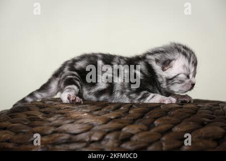 Neugeborenes britisches Kurzhaar-Kätzchen Stockfoto