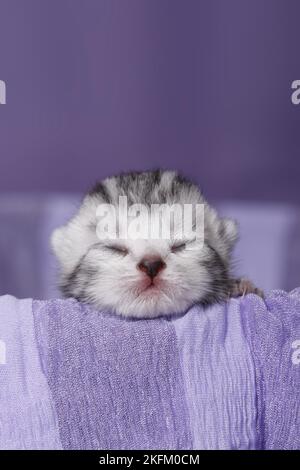 Neugeborenes britisches Kurzhaar-Kätzchen Stockfoto