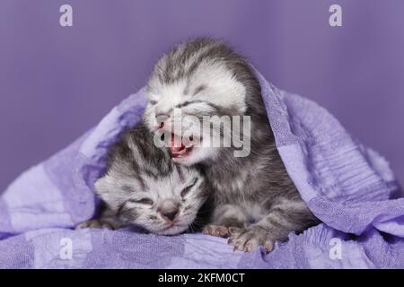 Neugeborene britische Kurzhaarkatzen Stockfoto