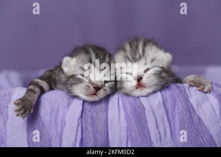 Neugeborene britische Kurzhaarkatzen Stockfoto