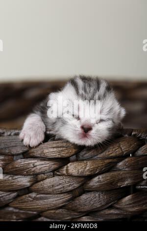 Neugeborenes britisches Kurzhaar-Kätzchen Stockfoto