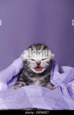 Neugeborenes britisches Kurzhaar-Kätzchen Stockfoto