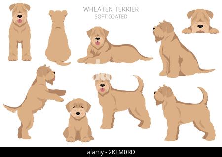 Weich beschichtete Wheaten Terrier Cliparts. Verschiedene Posen, Fellfarben eingestellt. Vektorgrafik Stock Vektor