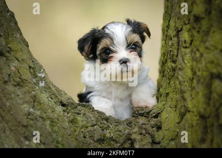 Biewer Yorkshire Terrier auf einem Baum Stockfoto