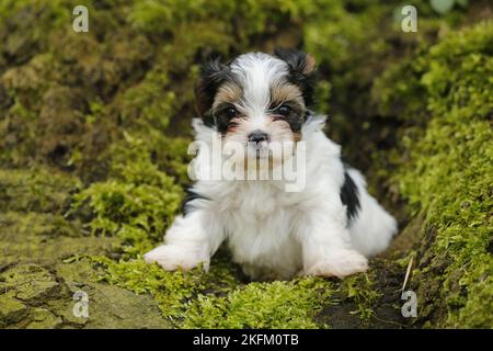 Biewer Yorkshire Terrier auf einem Baum Stockfoto