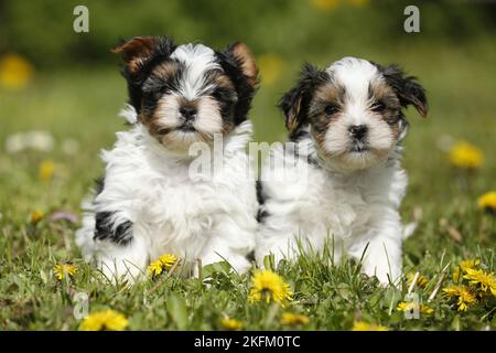 Biewer Yorkshire Terrier Welpen Stockfoto