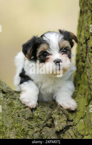 Biewer Yorkshire Terrier auf einem Baum Stockfoto