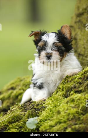 Biewer Yorkshire Terrier auf einem Baum Stockfoto
