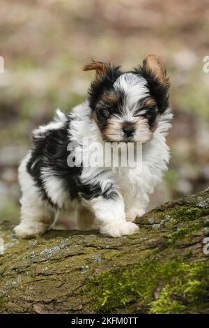 Biewer Yorkshire Terrier auf einem Baum Stockfoto