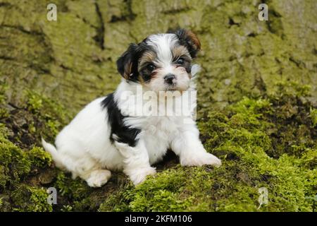 Biewer Yorkshire Terrier auf einem Baum Stockfoto