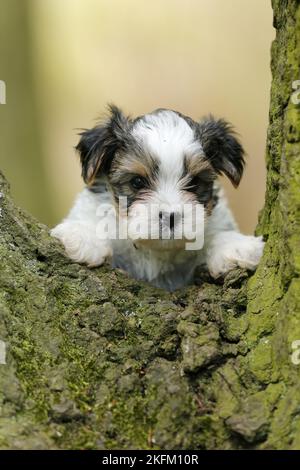 Biewer Yorkshire Terrier auf einem Baum Stockfoto