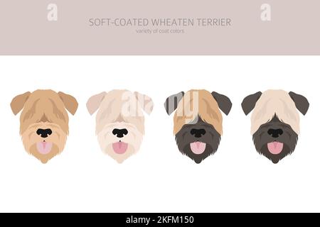 Weich beschichtete Wheaten Terrier Cliparts. Verschiedene Posen, Fellfarben eingestellt. Vektorgrafik Stock Vektor