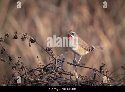 Siberian Rubythroat ist ein bodenliebender singvögel Asiens. Sie brüten hauptsächlich in Sibirien, während sie in Süd- und Südostasien überwintern. Stockfoto