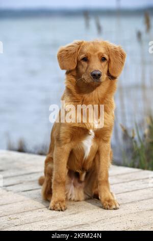 Nova Scotia Duck Tolling Retriever sitzend Stockfoto