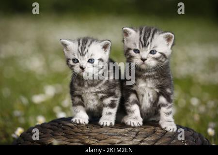 Britisches Kurzhaar-Kätzchen auf dem Land Stockfoto