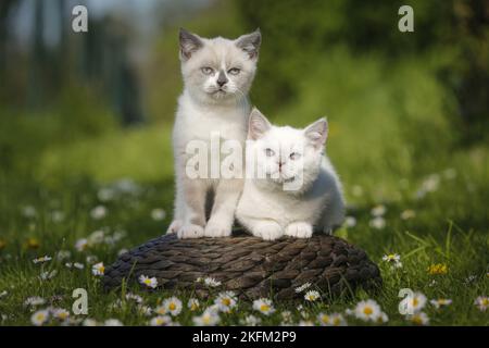 2 Britische Kurzhaar-Kätzchen auf dem Land Stockfoto