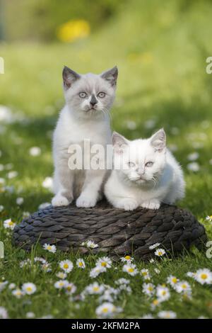 2 Britische Kurzhaar-Kätzchen auf dem Land Stockfoto
