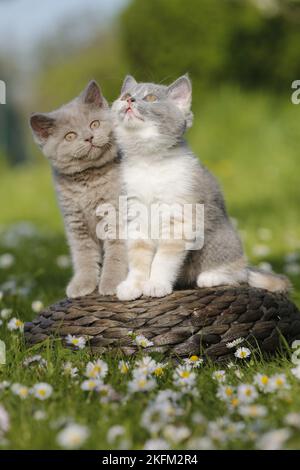 2 Britische Kurzhaar-Kätzchen auf dem Land Stockfoto