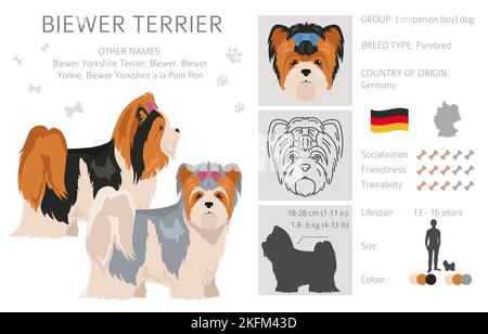 Biewer Yorkshire Terrier Clipart. Verschiedene Posen, Fellfarben eingestellt. Vektorgrafik Stock Vektor