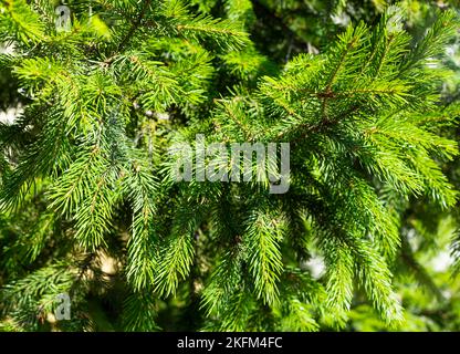 Hintergrund der Zweige eines Weihnachtsbaums. Schöner Hintergrund für das Design. Stockfoto