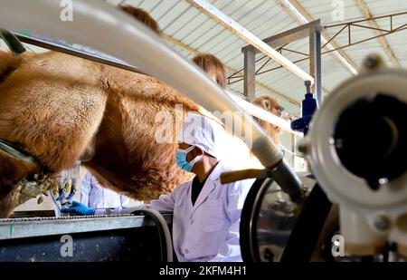 ZHANGYE, CHINA - 17. NOVEMBER 2022 - Arbeiter melken Kamele in Zhangye, der nordwestlichen Provinz Gansu, 17. November 2022. Stockfoto