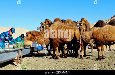 ZHANGYE, CHINA - 17. NOVEMBER 2022 - Hirten fügen in Zhangye, der nordwestlichen Provinz Gansu, in der Stadt Gras zu Kamelen hinzu, 17. November 2022. Stockfoto