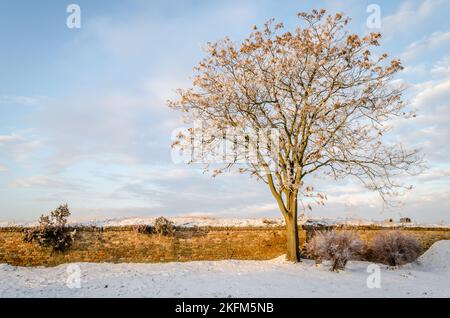 Panoramablick auf schneebedeckte Teile der Festung Petrovaradin. Stockfoto