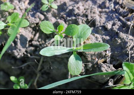 Setzling von Centaurea cyanus, gemeinhin bekannt als Maisblume oder Junggesellen-Knopf. Weit verbreitetes und gebräuchliches Unkraut in Agrar- und Gartenbaukulturen. Stockfoto