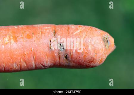 Die Karotte wird durch die Larve beschädigt, die Made einer Rostkarottenfliege. Psila rosa, Syn Chamaepsila rosae - Pest der Karotten. Stockfoto