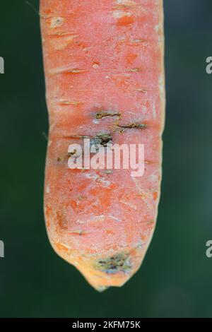 Die Karotte wird durch die Larve beschädigt, die Made einer Rostkarottenfliege. Psila rosa, Syn Chamaepsila rosae - Pest der Karotten. Stockfoto