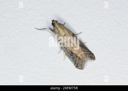 Detaillierte Nahaufnahme von Motten, deren Raupen Nahrungsmittel fressen, Insekten an der Wand. Stockfoto