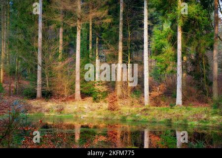 Der Wald der Trolle - Rebild, Dänemark. Der verzauberte Wald im Rebild Nationalpark, Jütland, Dänemark. Stockfoto