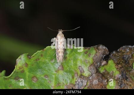 Motte der Rübenmotte Scrobipalpa ocellatella, ist eine Art aus der Familie der Galechiidae. Dies ist ein wichtiger Schädling von Zuckerrüben und anderen Kulturen. Stockfoto