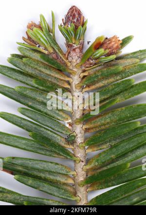 Eine Schießerei, ein Tannenzweig mit Blattläuse (Cinara) und Tannenmilbe (Tetranychus, Oligonychus). Helle Flecken sind auf den Nadeln sichtbar – am Einzugspunkt. Stockfoto