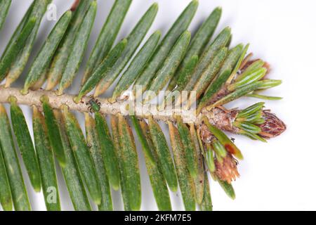 Eine Schießerei, ein Tannenzweig mit Blattläuse (Cinara) und Tannenmilbe (Tetranychus, Oligonychus). Helle Flecken sind auf den Nadeln sichtbar – am Einzugspunkt. Stockfoto