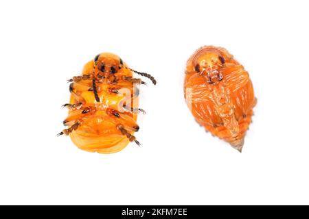 Kartoffelkäfer oder Kartoffelkäfer aus Colorado (Leptinotarsa decemlineata). Junger, noch nicht gefärbter Käfer und Puppe. Ansicht von unten. Isoliert auf weiß Stockfoto