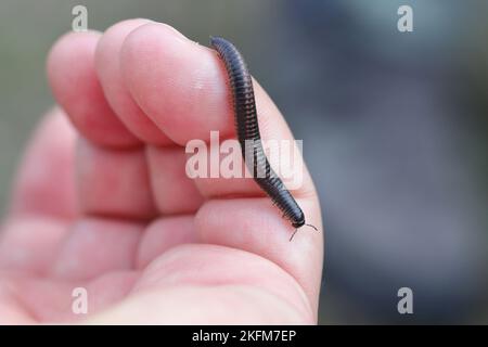 Ommatoiulus sabulosus, auch als gestreifter Tausendfüßler bekannt, ist ein europäischer Tausendfüßler der Familie Julidae. Stockfoto