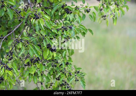 Beeren des gewöhnlichen oder säuernden Dorns (Rhamnus cathartica) im Spätsommer. Stockfoto