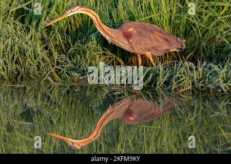 Die Spiegelung eines purpurnen Reifers, Ardea purpurea, auf einem spiegelnden See, der in grünen Gräsern steht Stockfoto