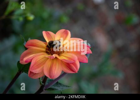 Buff tailed Hummel sammeln Pollen von einer orangefarbenen und gelben Dahlie mit einem verschwommenen Hintergrund Stockfoto