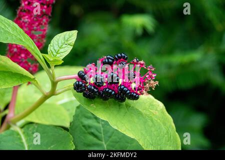 Purpurne Fruchtbeeren von indischen Pokewed phintolacca acinosa mit einem verschwommenen grünen Hintergrund Stockfoto